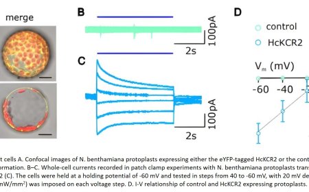 A new acid sensor in plant cells detected
