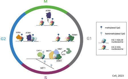 How plants pass down genetic memories