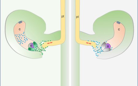 How female gametes control fertilization recovery in flowering plants