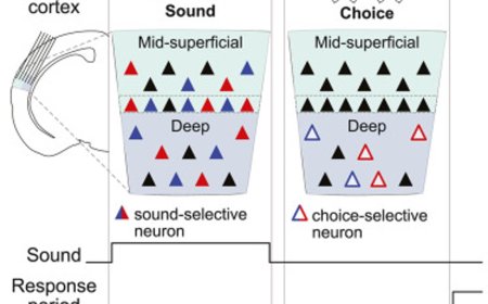 How brains convert sounds to actions