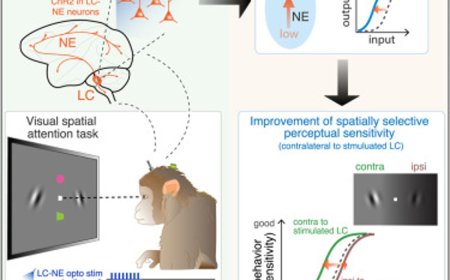 How the brain's arousal center also helps control visual attention