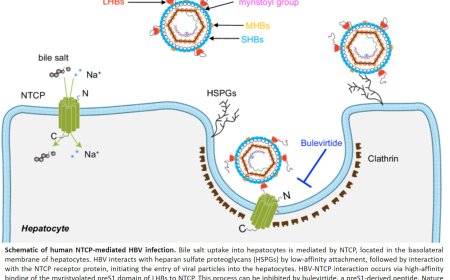 Mechanism of action of the hepatitis B and D virus cell entry inhibitor bulevirtide deciphered