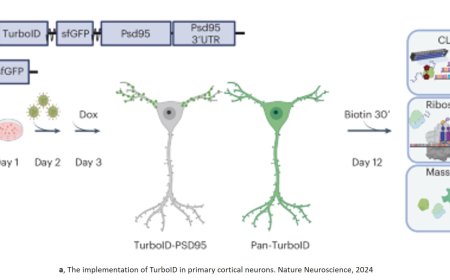 How protein synthesis in dendrites contributes to learning and memory