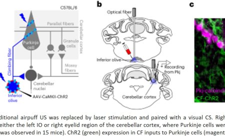 CLIMBING FIBRES AS TEACHING SIGNALS FOR ASSOCIATIVE CEREBELLAR LEARNING