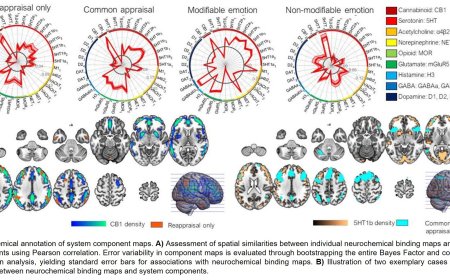 How the brain regulates emotions
