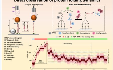 Single-molecule covalent magnetic tweezers