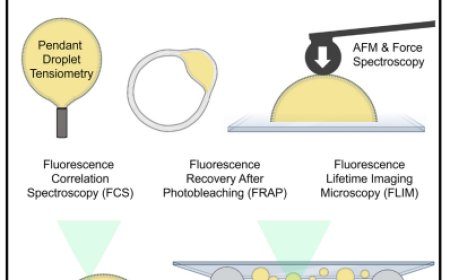 Methods for making and observing model lipid droplets