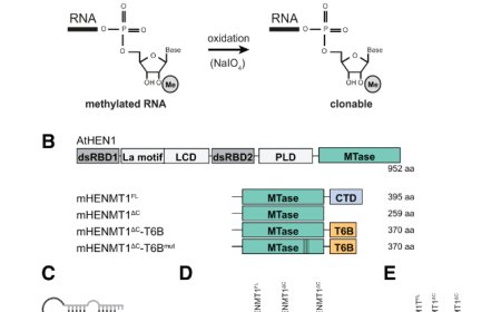 Mime-seq 2.0: a method to sequence microRNAs from specific mouse cell types
