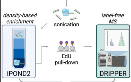 Improved detection of DNA replication fork- associated proteins