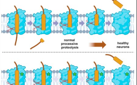 Familial Alzheimer mutations stabilize synaptotoxic g-secretase-substrate complexes