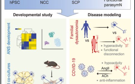 Parasympathetic neurons derived from human pluripotent stem cells model human diseases and development