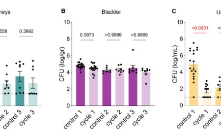 Variability in cell division among anatomical sites shapes Escherichia coli antibiotic survival in a urinary tract infection mouse model
