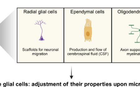 Glial plasticity in the zebrafish central nervous system