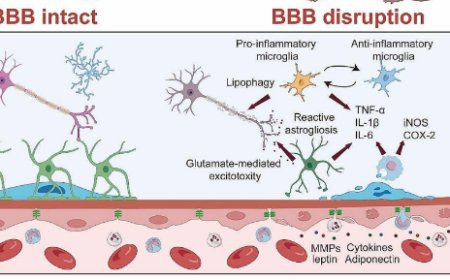 Obesity-induced blood-brain barrier dysfunction: phenotypes and mechanisms