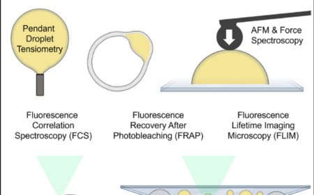 Methods for making and observing model lipid droplets
