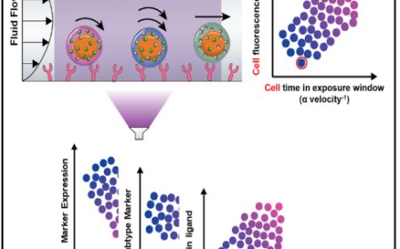 Single-cell adhesive profiling in an optofluidic device elucidates CD8+ T lymphocyte phenotypes in inflamed vasculature-like microenvironments