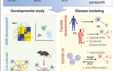 Parasympathetic neurons derived from human pluripotent stem cells model human diseases and development