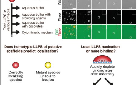 A validation strategy to assess the role of phase separation as a determinant of macromolecular localization