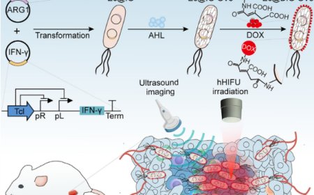 Ultrasound-visible engineered bacteria for tumor chemo-immunotherapy