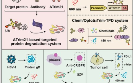 A programmable targeted protein-degradation platform for versatile applications in mammalian cells and mice