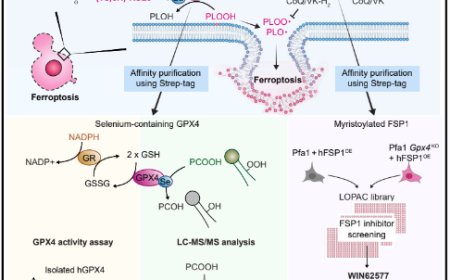 A tangible method to assess native ferroptosis suppressor activity