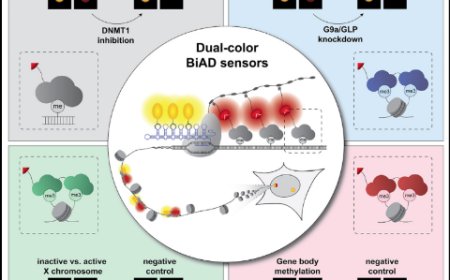 Modular dual-color BiAD sensors for locus-specific readout of epigenome modifications in single cells