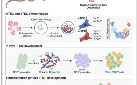 Derivation of functional thymic epithelial organoid lines from adult murine thymus