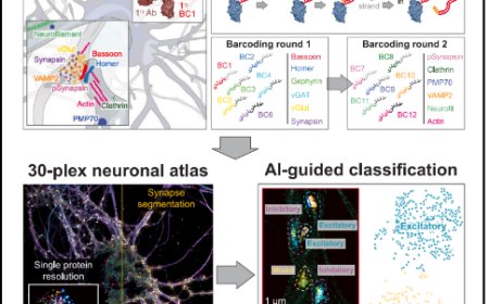 Spatial proteomics in neurons at single-protein resolution