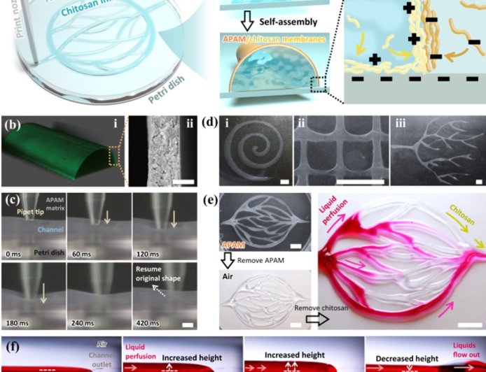 Microfluidic systems resembling blood vascular tissues