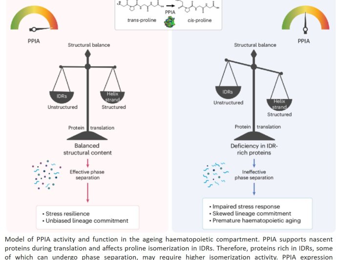 Uncovering the secret of long-lived stem cells