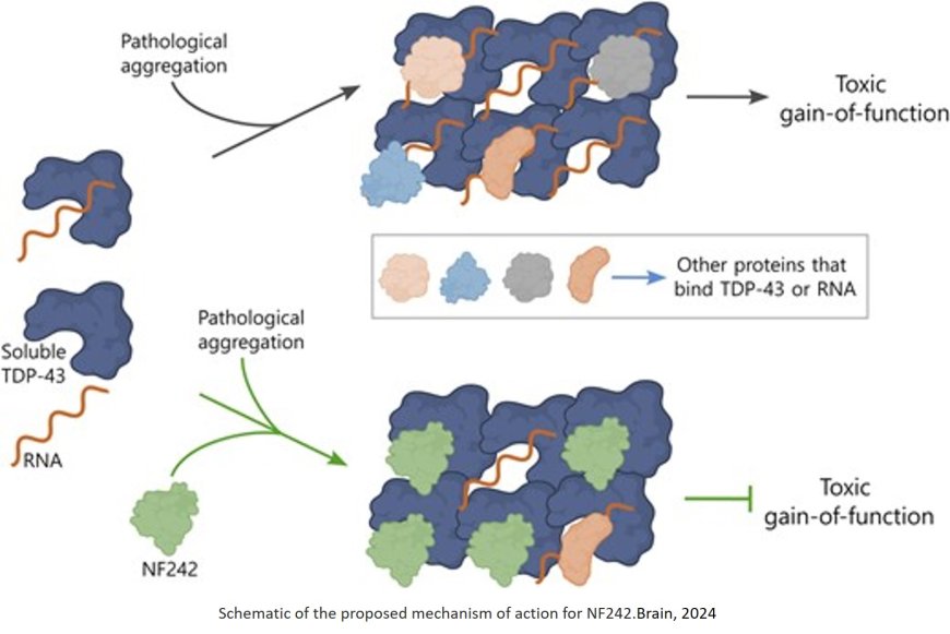 Mitigation of TDP-43 toxic phenotype in amyotrophic lateral sclerosis models