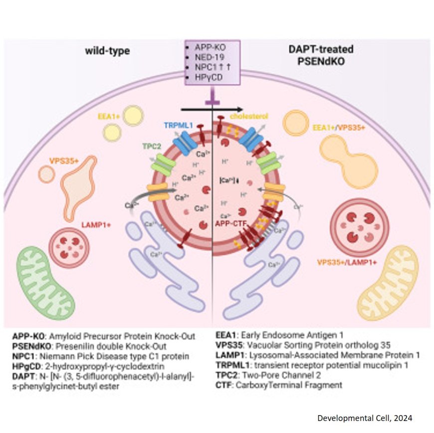 Disruption of organellar communication in early stages of Alzheimer's