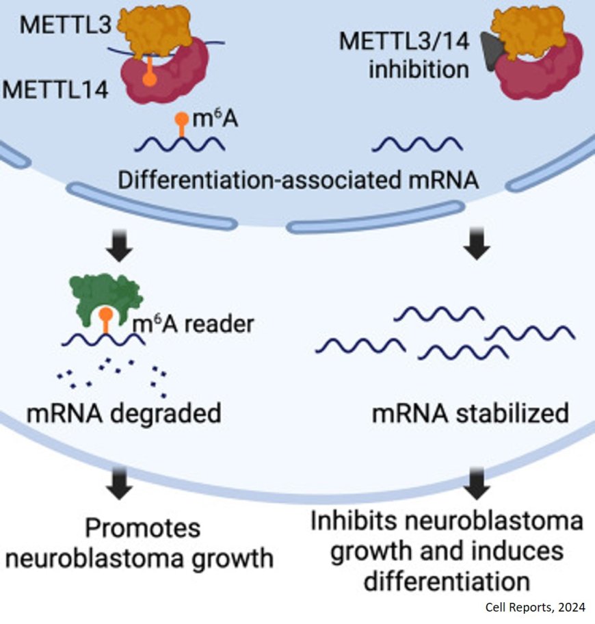 A drug molecule targeting RNA modifications suppresses neuroblastoma