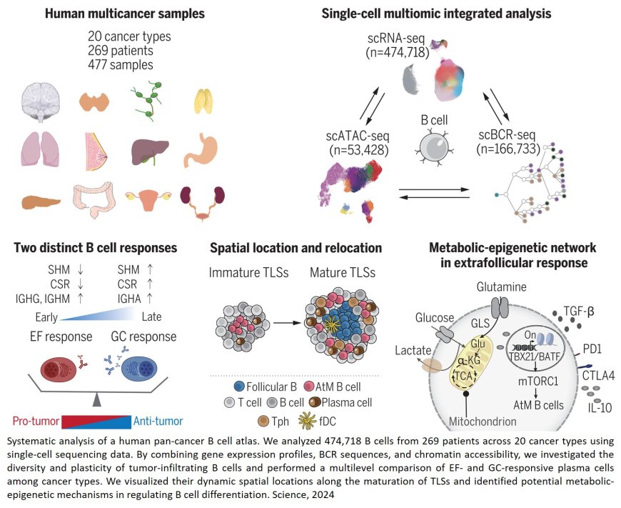 Functional heterogeneity of tumor-infiltrating B cells