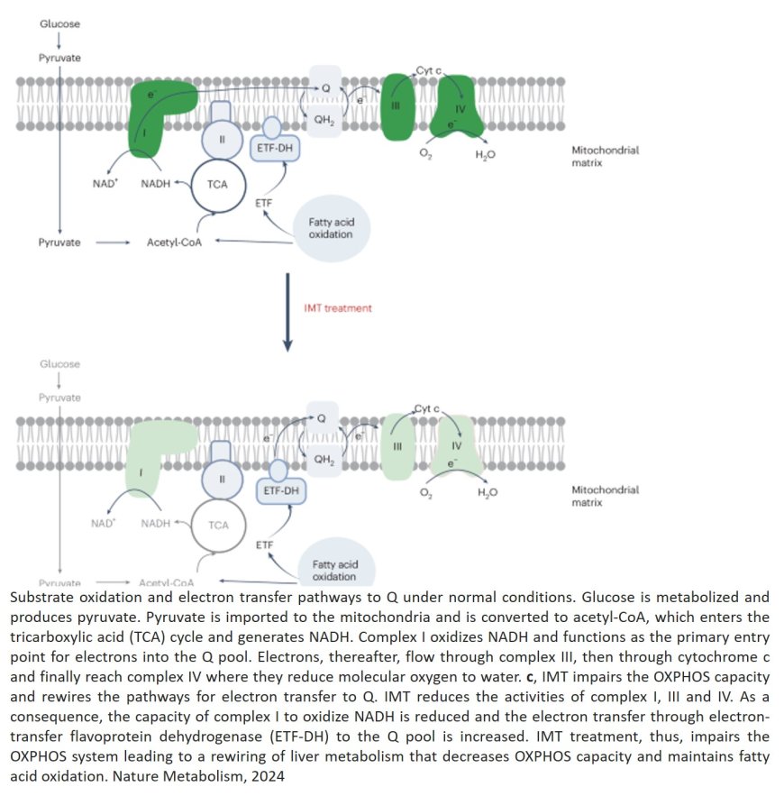 mtDNA transcription Inhibition to reverse diet-induced obesity