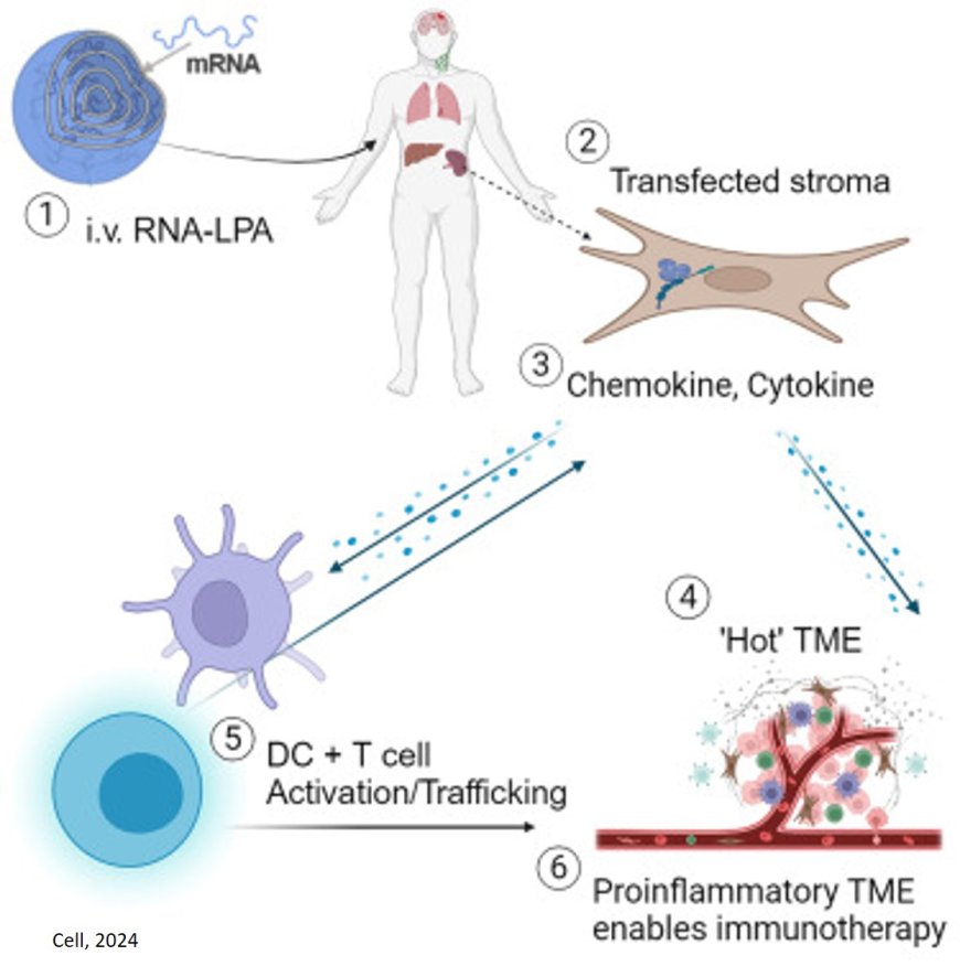 New mRNA cancer vaccine triggers fierce immune response to fight malignant brain tumor