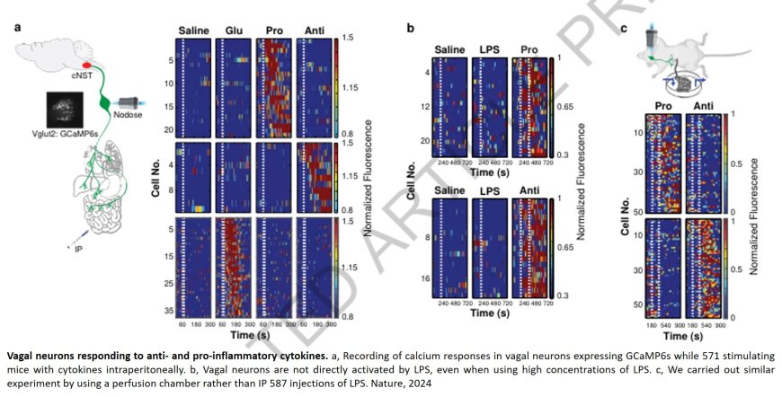 A new brain circuit in mice that controls body's inflammatory reactions