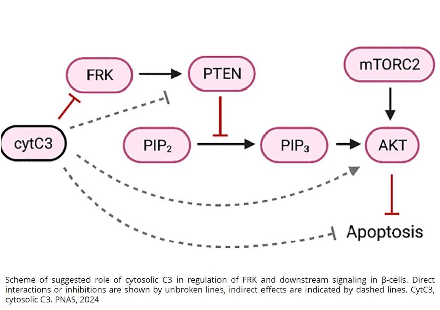 The protein that protects insulin-producing cells