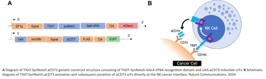 Stem cell-derived, natural killer cells against glioblastoma