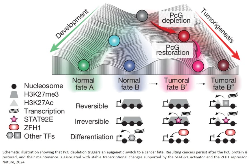 Without genetic mutations tumors are formed!