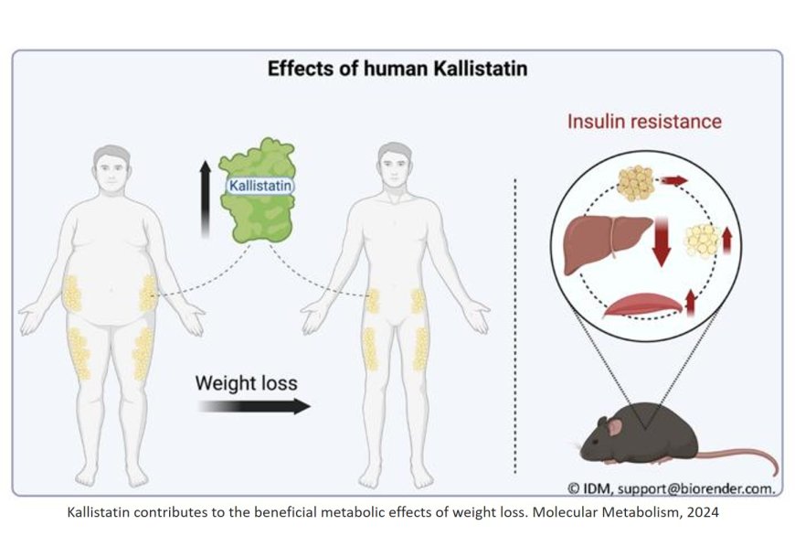 Role of human Kallistatin in weight loss