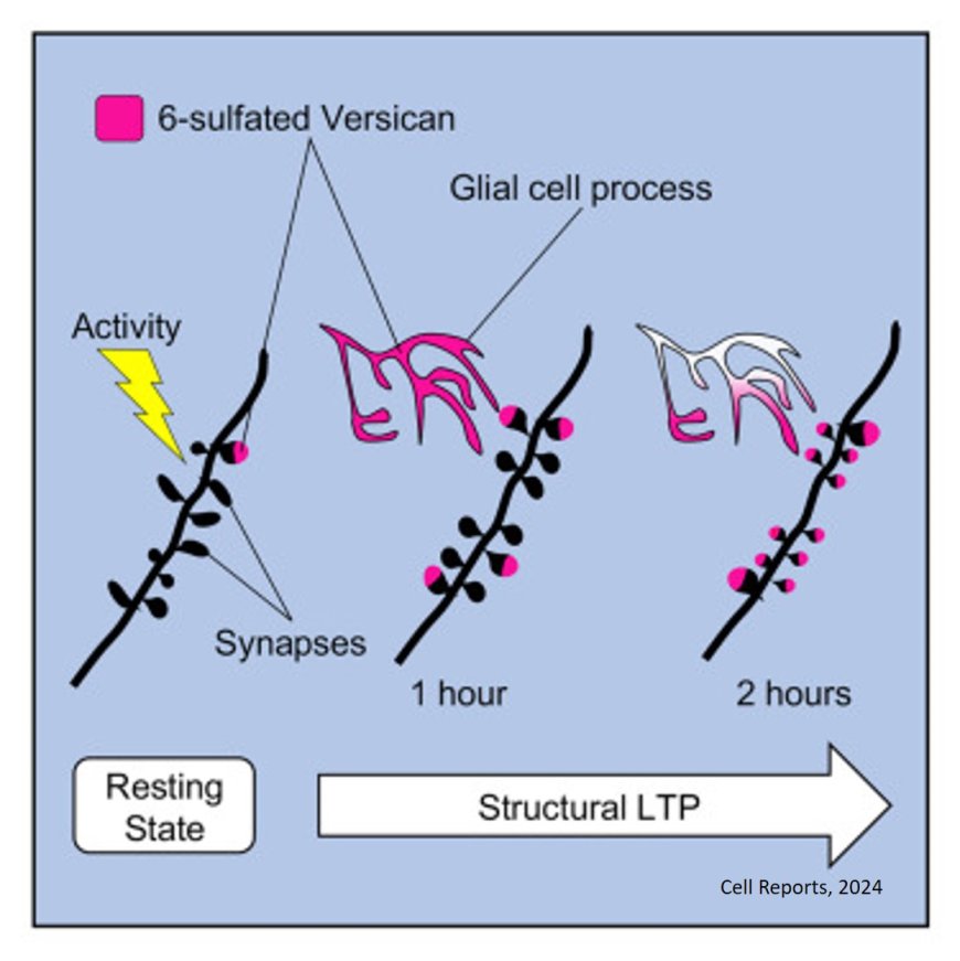 Role of ECM in brain memory