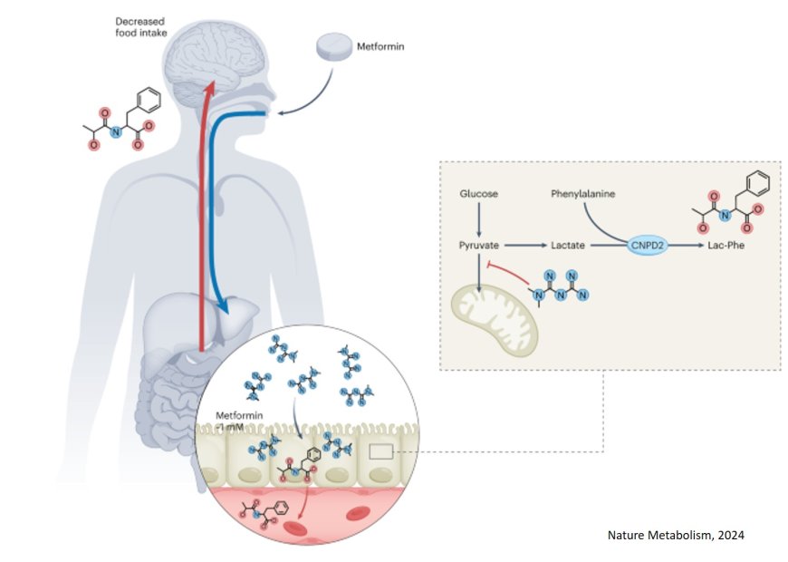 Weight loss caused by common diabetes drug tied to "anti-hunger" molecule