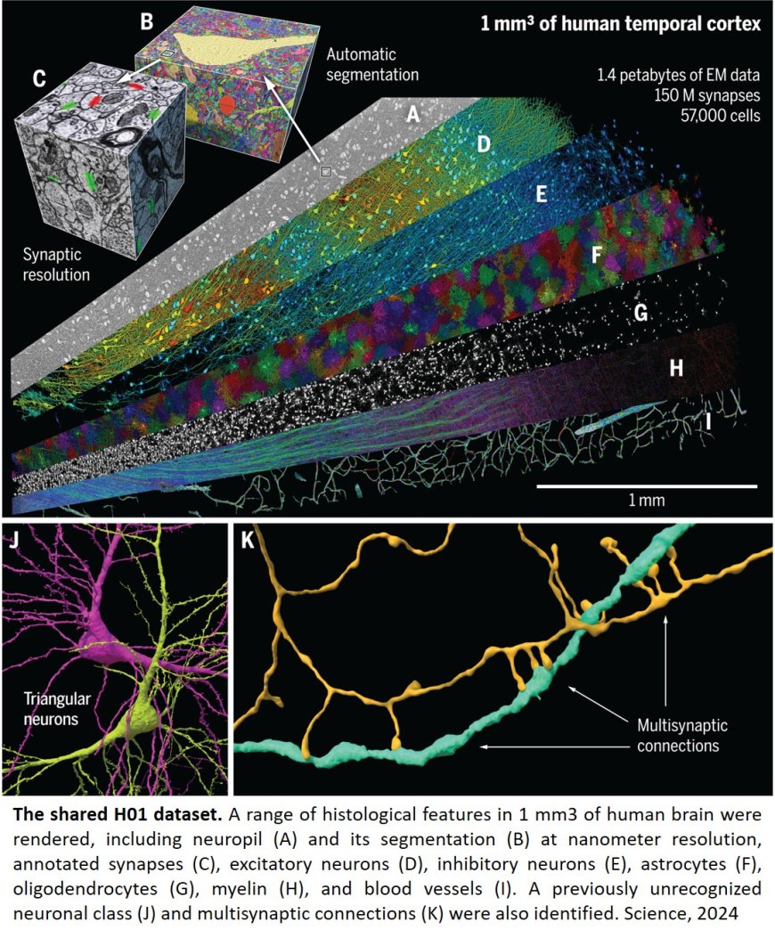 A cubic-millimeter fragment of human cerebral cortex reconstructed at nanoscale resolution