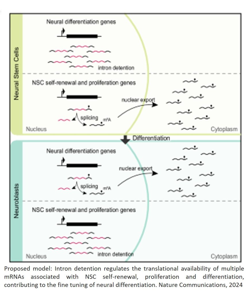 Intron detention regulates stemness/differentiation switch in brain stem cells