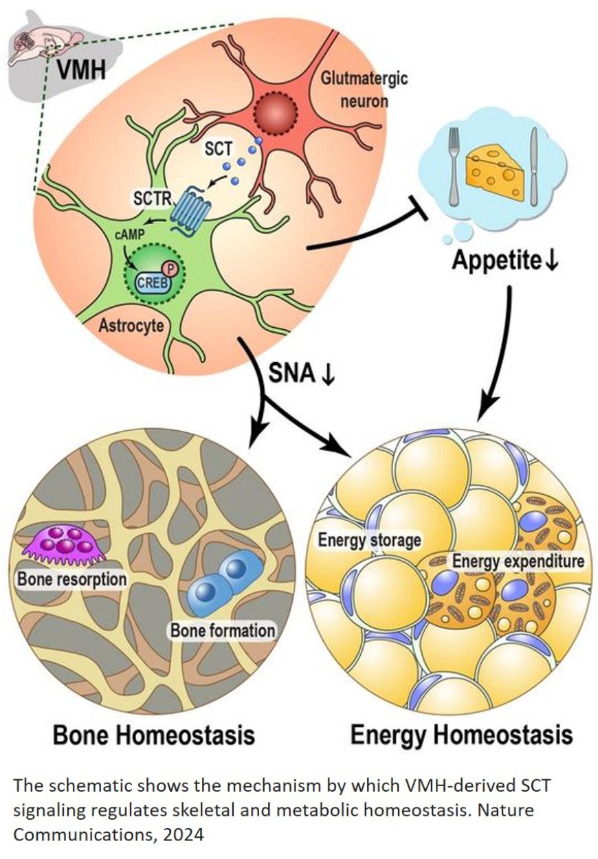 Brain hormone regulate both energy metabolism and bone health