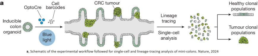 Colorectal oncogenesis in mini-colons ex vivo