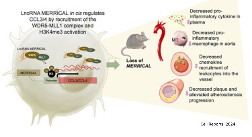 Role of long-noncoding RNA in diabetic atherosclerosis