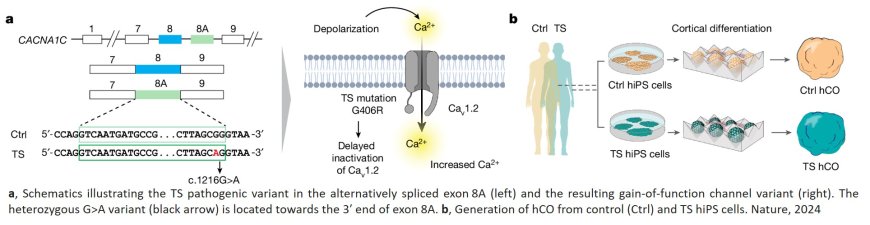 Antisense oligonucleotide therapeutic approach for Timothy syndrome