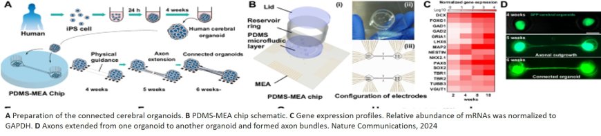 Cerebral organoids reciprocally connected with axons